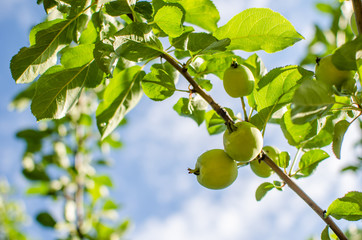 Яблоки на дереве