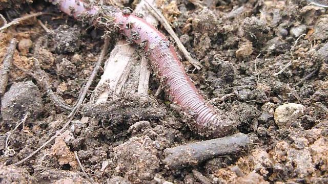 Earth worm crawls its way through dirt in garden, close up.