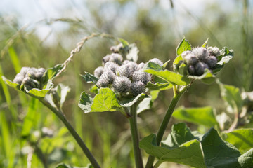 Arctium lappa