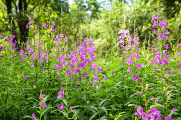 Chamaenerion angustifolium