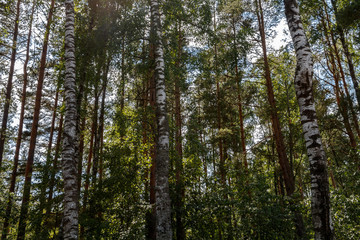 Trunks of birches in the forest in summer