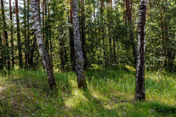 Trunks of birches in the forest in summer