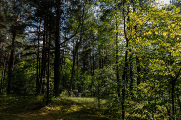 Sun-lighted pine tree forest in summer, Riga, Latvia