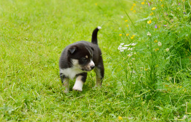 Lapland Reindeer dog, Reindeer Herder, lapinporokoira (Finnish), lapsk vallhund (Swedish). Monthly puppy walks outdoors