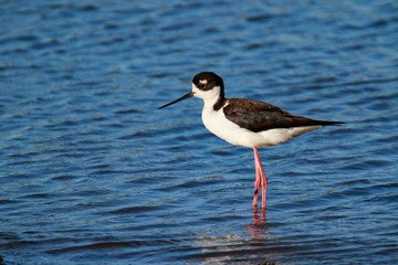 Black-necked stilt