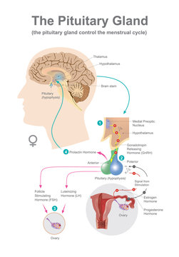 The pituitary gland help control secreted Hormones of growth. Vector infographic.