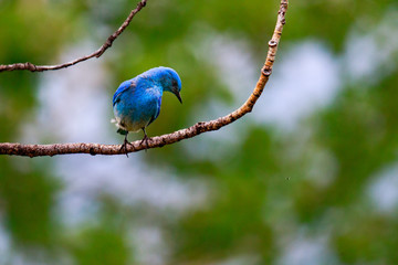 A blue bird