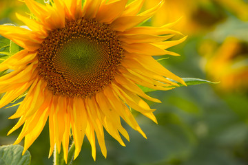 Sunflower flower, oil improves skin health and promote cell regeneration