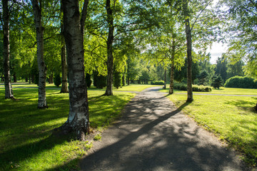 Fototapeta premium A view from a city park. Birch grove.