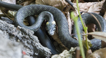 Grass Snake coiled in vibrant green grass Grass Snake Grass Snake