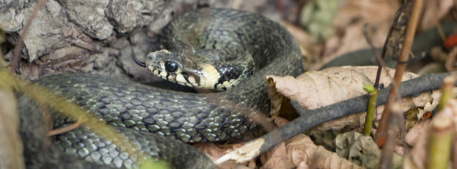 Grass Snake coiled in vibrant green grass Grass Snake Grass Snake