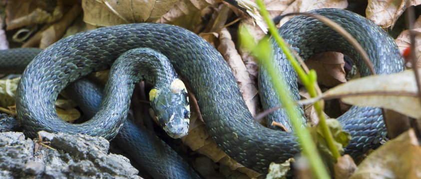 Grass Snake coiled in vibrant green grass Grass Snake Grass Snake
