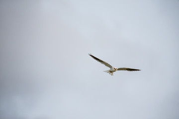 A Eagle