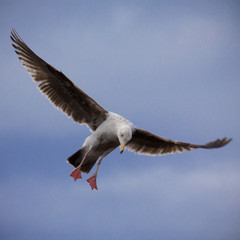 A seagull