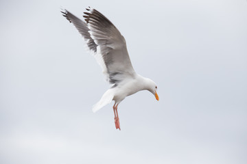 A seagull