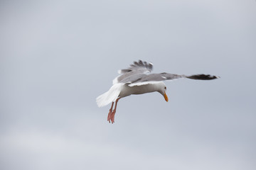 Fototapeta premium A seagull