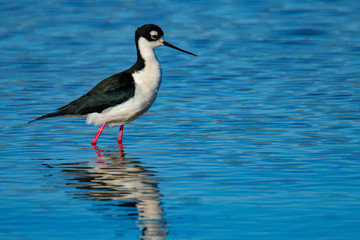 Black-necked stilt