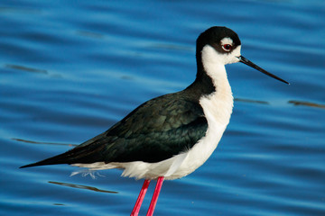 Black-necked stilt