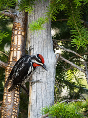 The Woodpecker