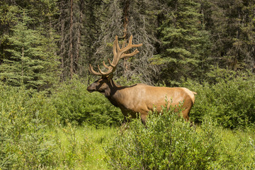 Rocky Mountain Elk (lat. Cervus canadensis) in the woods of Banff National Park, Alberta, Canada