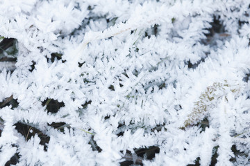 Fresh white frost covers green grass