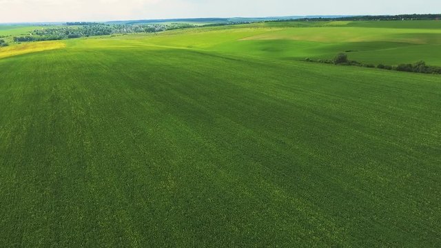 Amazing aerial view over the wheatfields, plantings and meadow