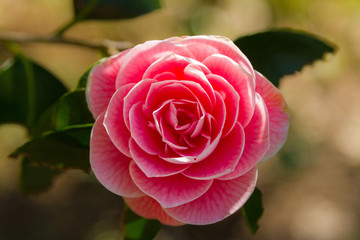 Camellia