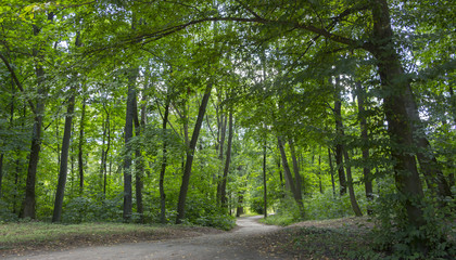 Obraz premium Alley, path in the park. Green tree foliage