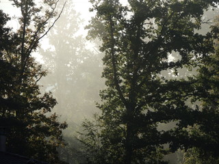 Obraz na płótnie Canvas Rayon de soleil en forêt