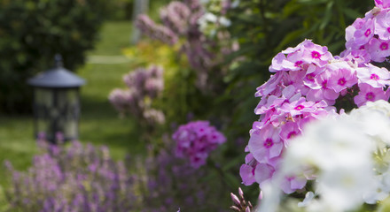 Obraz premium phlox and other flowers out of focus in the background in a bright sunny summer day