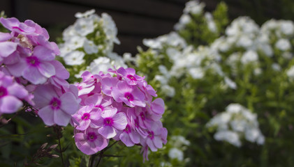 Fototapeta premium phlox and other flowers out of focus in the background in a bright sunny summer day