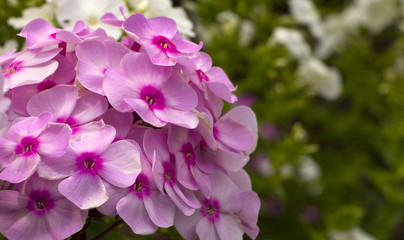 Obraz premium phlox and other flowers out of focus in the background in a bright sunny summer day