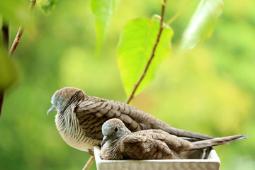 Mother Wild Zebra Dove and Her Child Relaxing Side by Side on a Planter at the Balcony Small Garden, Blurred Background 