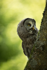 Great Grey Owl perched on a tree with woodland in background.