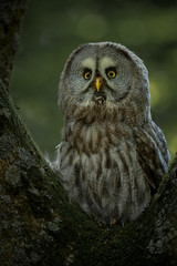 Great Grey Owl perched on a tree with woodland in background.