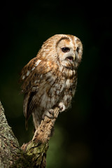 Tawny owl perched on a tree in a patch of sunlight with dark woodlands in the background.
