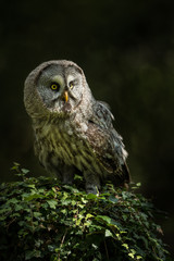 Great Grey Owl perched on a tree with woodland in background.