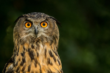 European Eagle owl head shot with green foliage background