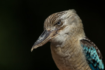 Blue winged Kookaburra head shot with black background