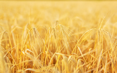 Horizontal outdoors shot of barley  on field in sunset lights.