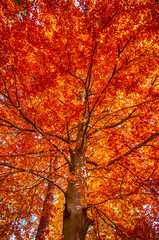 Autumn tree