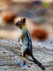 Golden-Mantled Ground Squirrel