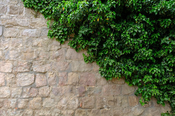 Old stone wall with ivy as background