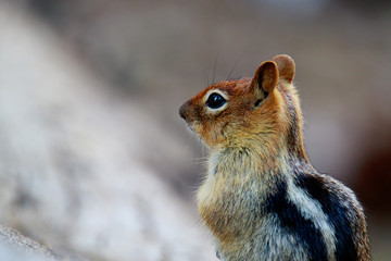 Golden-Mantled Ground Squirrel