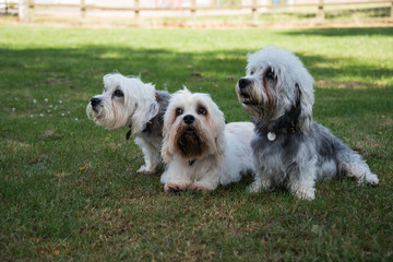 Three small white Dandie Dinmont Terriers sitting on the grass looking to the left