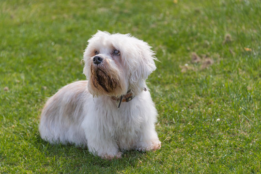 is the dandie a terrier