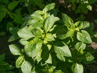 Nature background of sweet basil herb green leaf