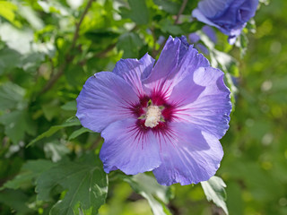 Hibiskus, Hibiscus, Garteneibisch