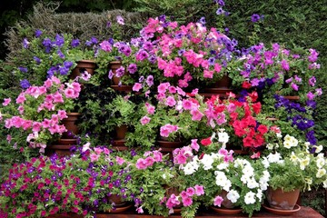 Fototapeta na wymiar Petunias in flower pots, colorful plants for mother's day