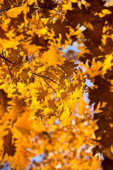 Colourful leaves in autumn season